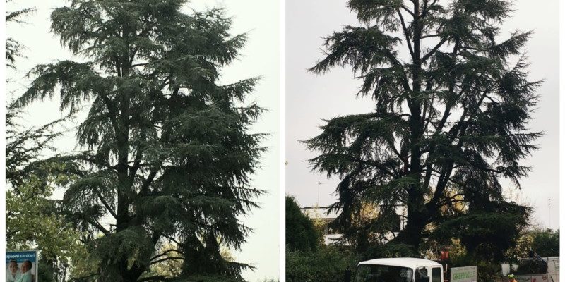 Prima e Dopo Potatura